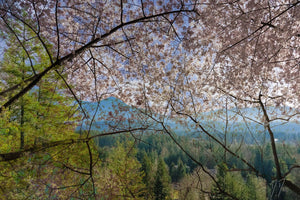 Open image in slideshow, Cherry Blossoms XIV
